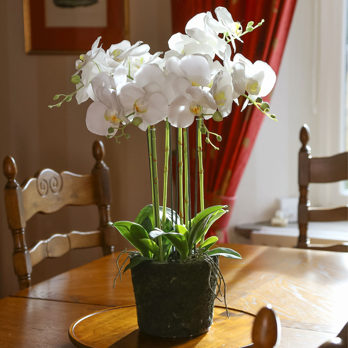 Potted Orchids