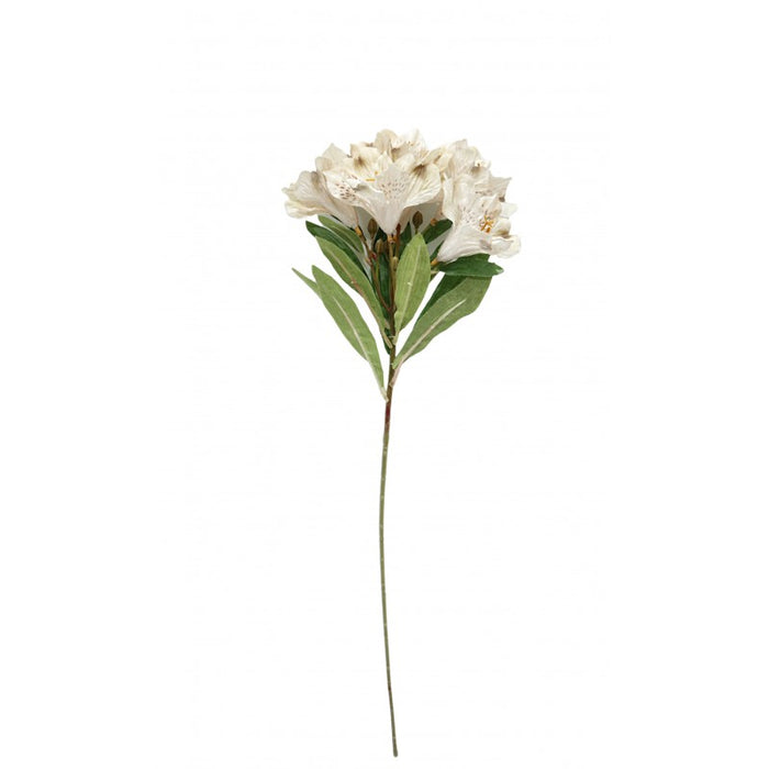 Alstroemeria Spray - Ivory/Brown (6 heads, 60cm long)