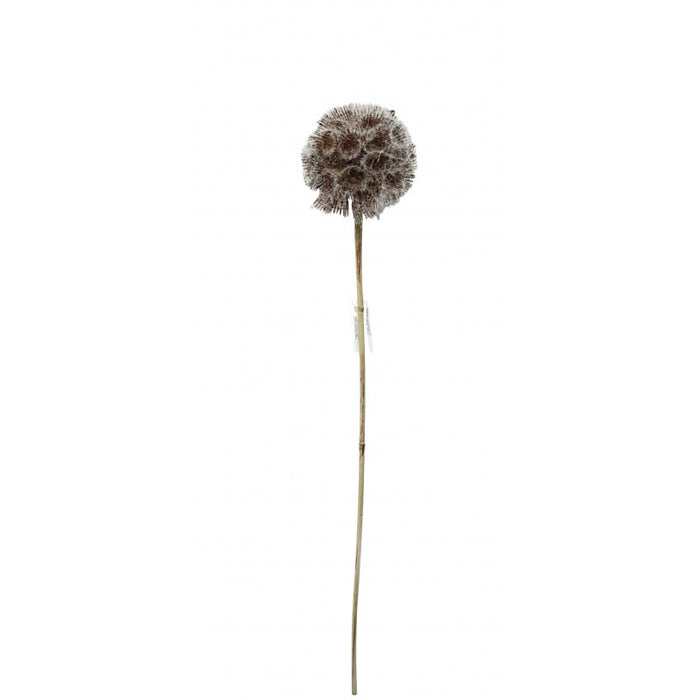 Artificial Frosted Scabiosa Pod - White/Brown (84cm long)