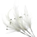 Flutters Feathers - Cream (15cm Long, 3pcs per pack)