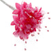 Pearled Baby's Breath - Fuchsia (6 bunches x 12 stems)