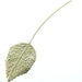 Single Rose Leaf- Gold (13cm Long, 6pcs per pk)