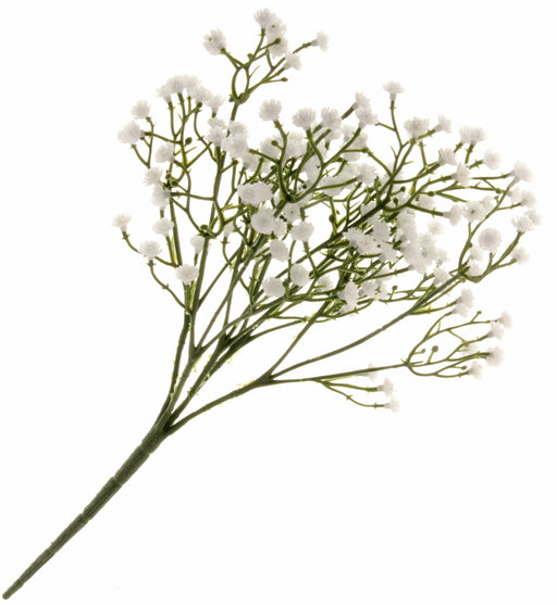 Gypsophila Spray - White & Green (30cm long, 5 stems per pk)