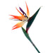 Bird of Paradise - Natural (85cm long)