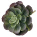 Large Echeveria Succulent - Green (15cm diameter, 18cm Long)