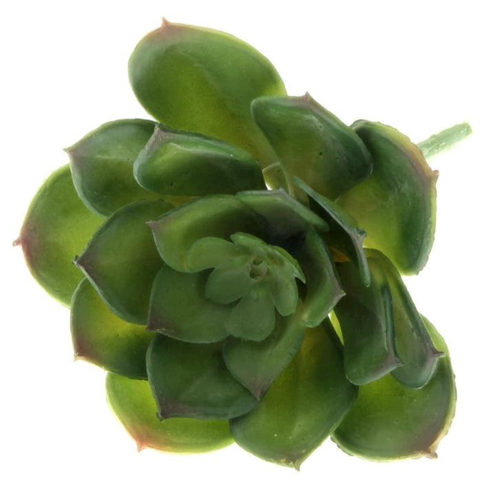 Echeveria Succulent - Green (10cm diameter, 11cm Long)