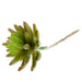 Live Forever Succulent - Green (11cm diameter, 14cm Long)