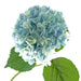 Single Hydrangea - Light Blue (19cm diameter, 82cm long)