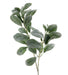 Lambs Ear - Green (72cm long)