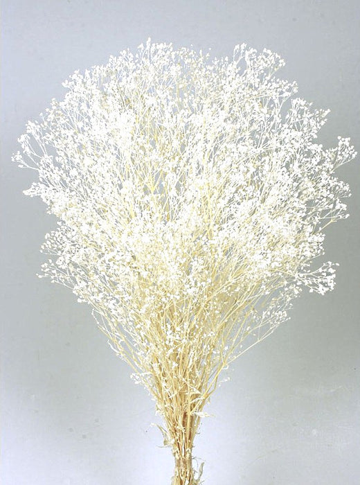 Preserved Gypsophila - White (100g per pack, 60cm long)