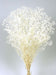 Preserved Gypsophila - White (100g per pack, 60cm long)