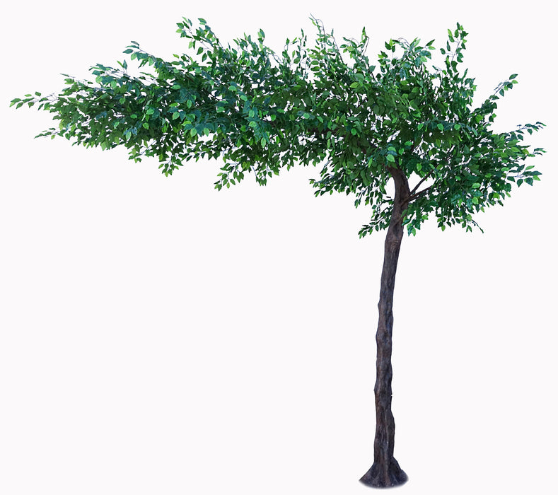 Canopy Ficus Tree - Green (3.1m tall)