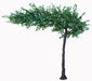 Canopy Ficus Tree - Green (3.1m tall)