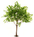 Ficus Tree - Green (1.8m tall)