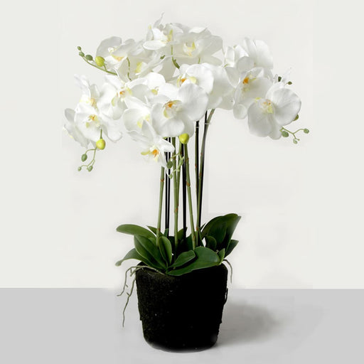 Real Touch Artificial Orchids In Moss Pot - White (60cm tall, 6 stems)