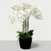 Real Touch Artificial Orchids In Moss Pot - White (60cm tall, 6 stems)