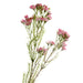 Wax Flower Spray - Pink (77cm long)