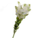 Curcuma - White/Green (63cm long)