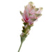 Curcuma - Light Pink (63cm long)