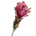 Curcuma - Pink (63cm long)