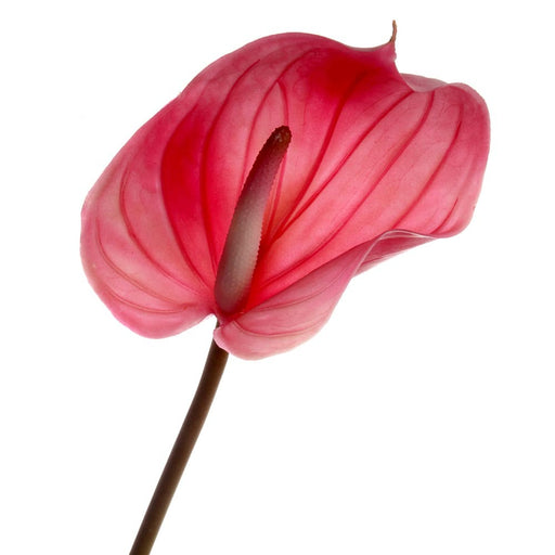 Real Touch Anthurium - Pink (76cm long)