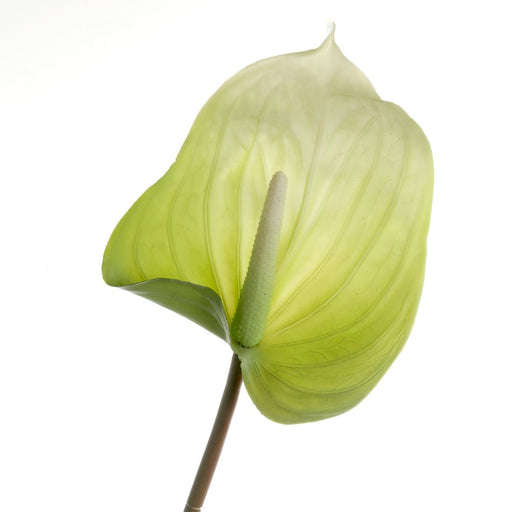 Real Touch Anthurium - Green (76cm long)