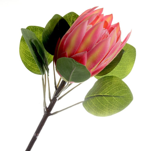 Protea - Pink (65cm long)