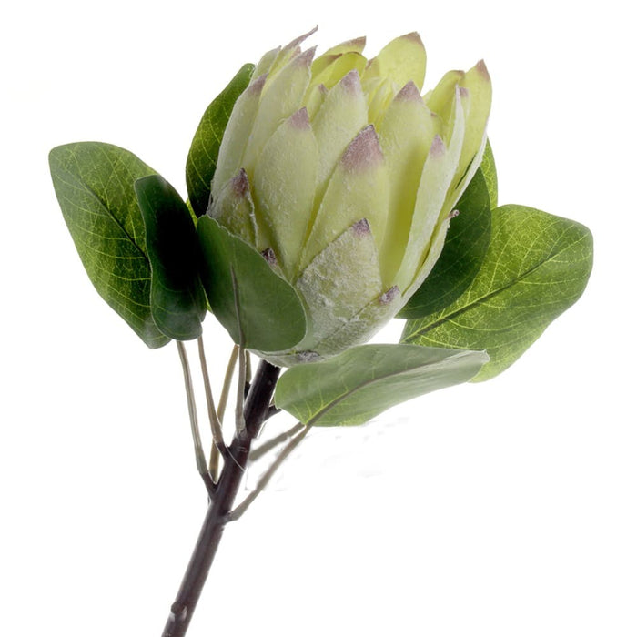 Protea - Green (65cm long)