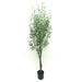 Potted Olive Tree - Natural (180cm tall)