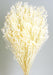 Preserved Broom Blooms - White (50cm tall, 100g)