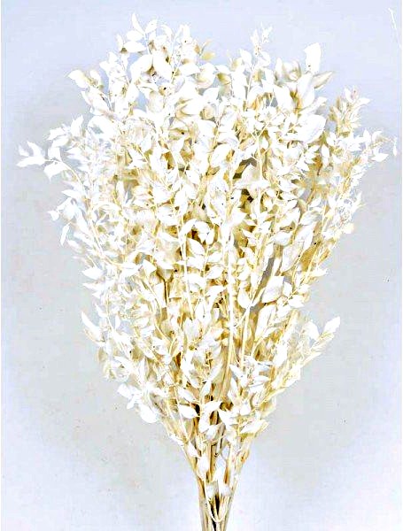 Preserved Ruscus - White (70-80cm long, 100g)