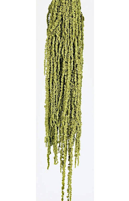 Preserved Amaranthus Caudatus - Light Green (150g)