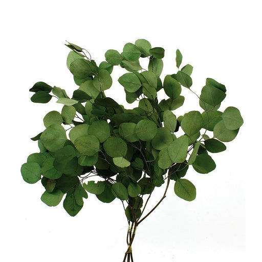 Preserved Populus Eucalyptus - Green (150g per pack, 60cm tall)