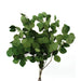 Preserved Populus Eucalyptus - Green (150g per pack, 60cm tall)