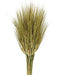 Dried Triticum - Natural (80cm long, 200g per pk)