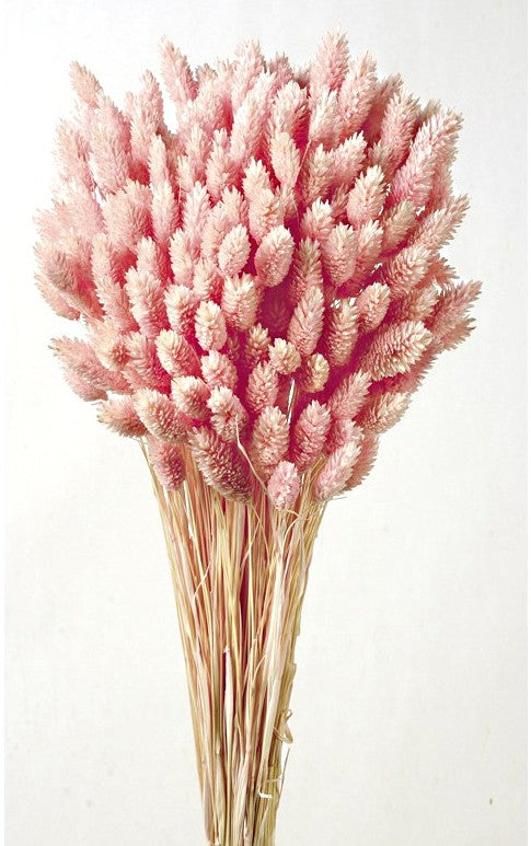 Phalaris - Light Pink (80cms long, 150g per pk)