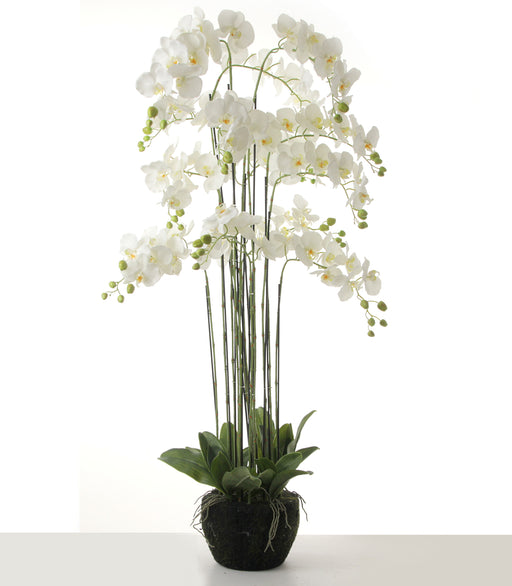 Real Touch Artificial Orchids In Moss Pot - White (150cm tall, 13 stems)