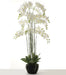 Real Touch Artificial Orchids In Moss Pot - White (150cm tall, 13 stems)