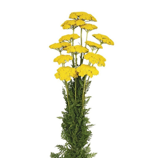 Achillea Filipendulina - Natural (100g)