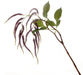 Amaranthus Spray - Purple (95cm long, 14 heads)