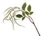 Amaranthus Spray - White (95cm long, 14 heads)