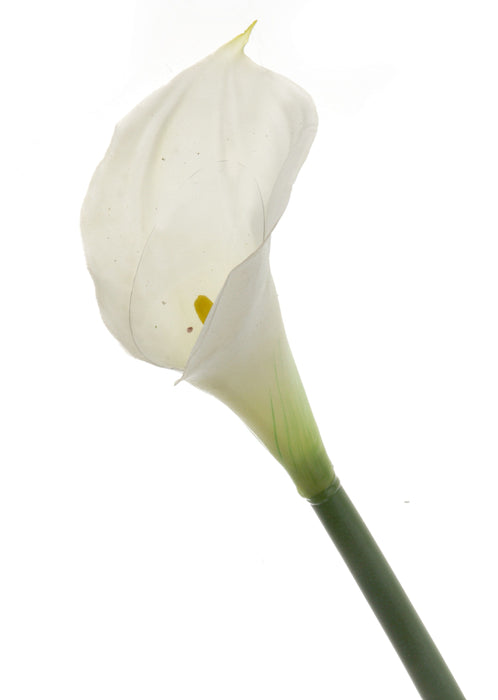 Real Touch Calla Lily - White/Cream (68cm long)