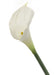 Real Touch Calla Lily - White/Cream (68cm long)