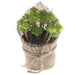 Potted Sedum Clavatum Succulent - Green (14cm Long)