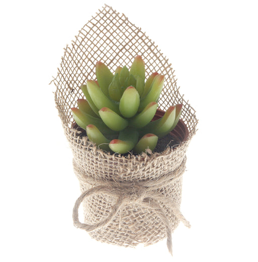 Potted Live Forever Succulent - Green (14cm long)