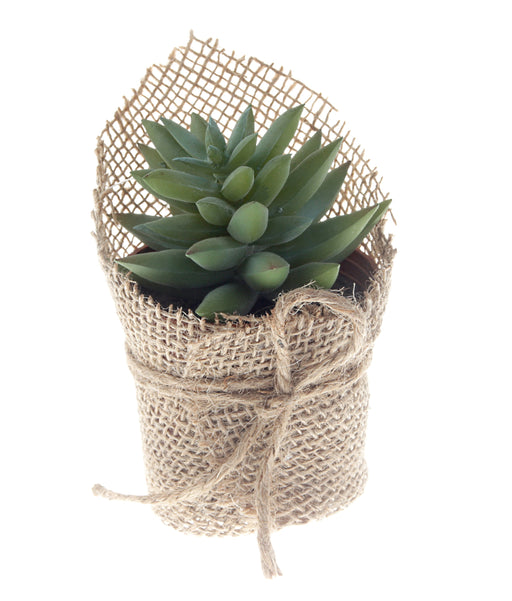 Potted Stonecrop Succulent - Green (14cm long)