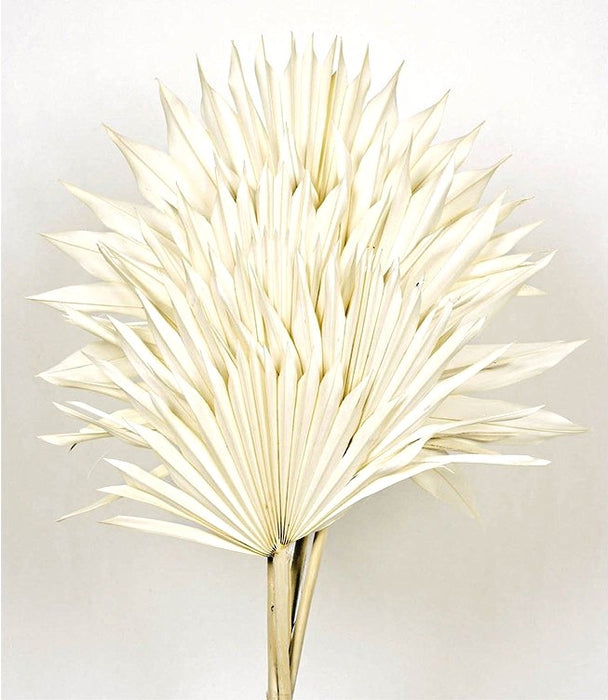 Sun Palm - White (6pcs per pk)