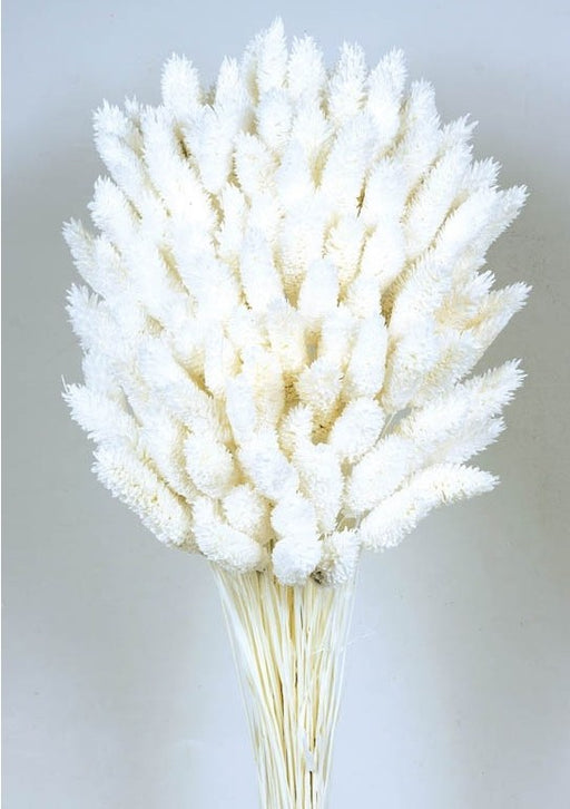 Phalaris - White (80cms long, 150g per pk)