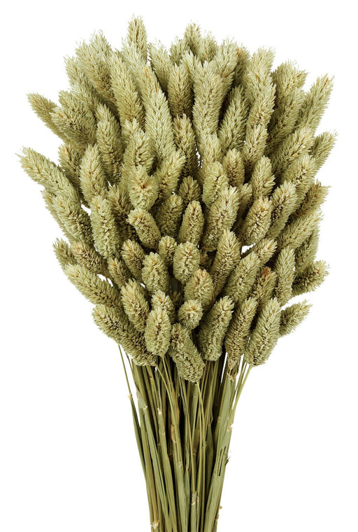 Phalaris - Natural (80cms long, 150g per pk)