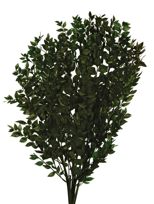 Preserved Ruscus - Green (70-80cm long, 150g)